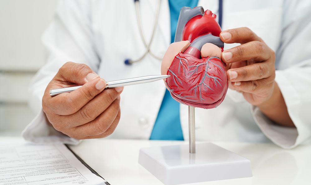 A doctor pointing out an aorta on a heart model